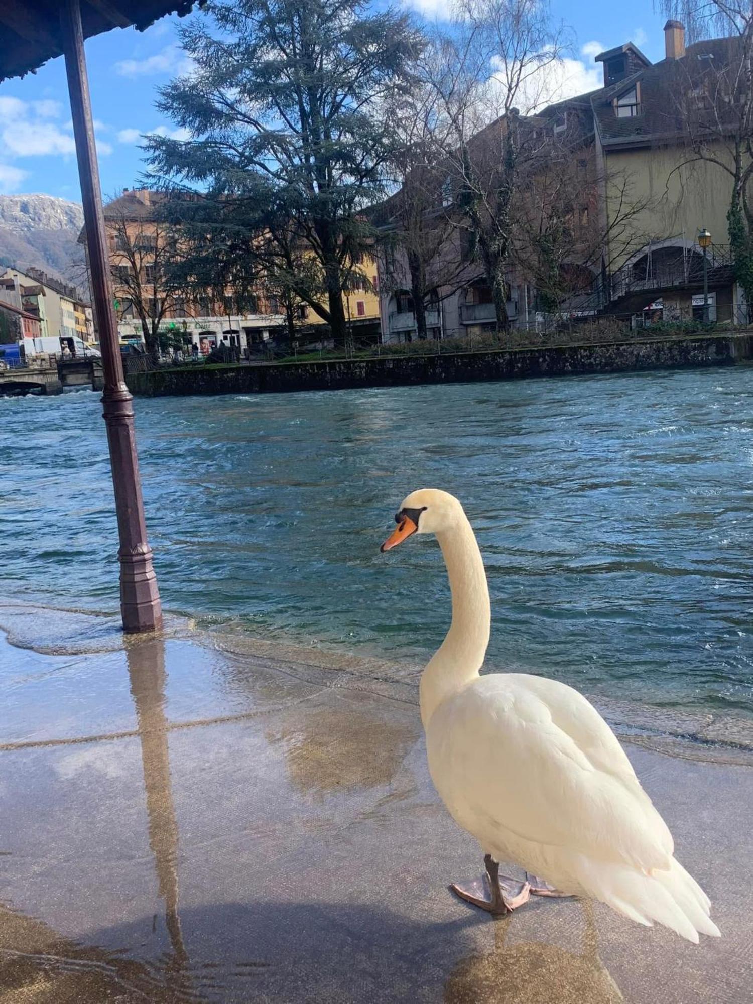 阿讷西La Petite Venise Des Alpes, Ultra Centre 1 A 5 Pers公寓 外观 照片